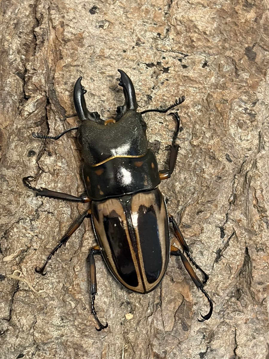 Crazy Scissors tweet media