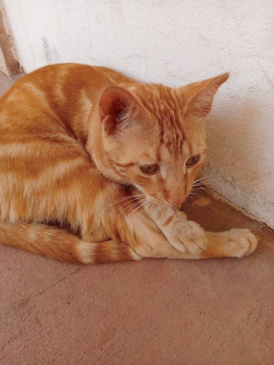 Amigues patud da Mia em Cabo Verde tweet media