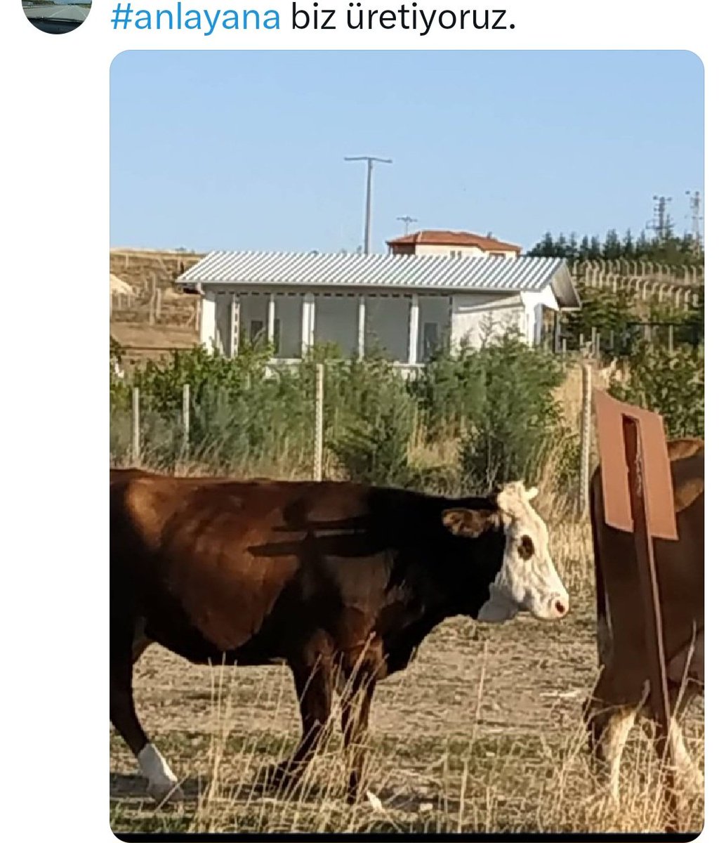 cengiz sel tweet media