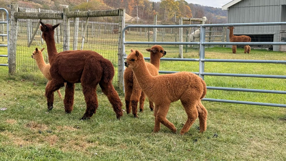 SuddenShutter's tweet image. Alpacas communicate with soft hums, clicks, and sometimes a shrill “alarm call” to warn the herd of predators. They’re also known for spitting when annoyed, stressed, or asserting dominance over food.
•
•
•
•
•
#alpaca #animalphotography #farmlyfe #fluffyanimals #closeup