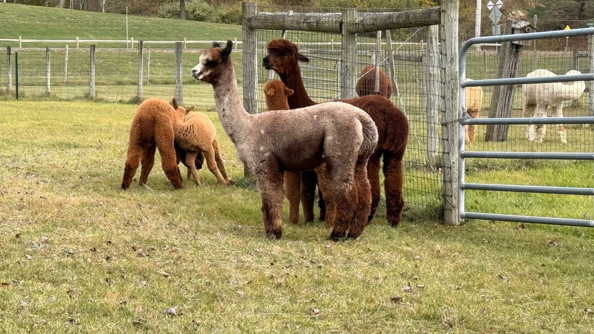 SuddenShutter's tweet image. Alpacas communicate with soft hums, clicks, and sometimes a shrill “alarm call” to warn the herd of predators. They’re also known for spitting when annoyed, stressed, or asserting dominance over food.
•
•
•
•
•
#alpaca #animalphotography #farmlyfe #fluffyanimals #closeup