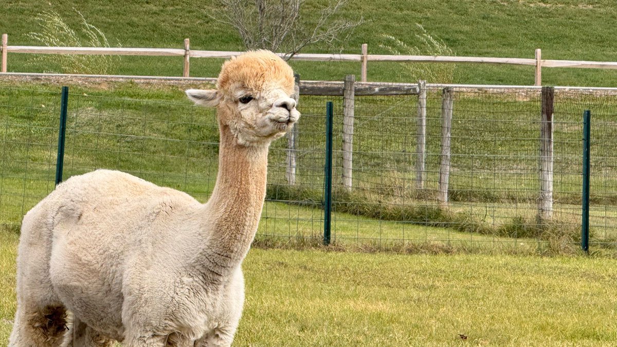 SuddenShutter's tweet image. Alpacas communicate with soft hums, clicks, and sometimes a shrill “alarm call” to warn the herd of predators. They’re also known for spitting when annoyed, stressed, or asserting dominance over food.
•
•
•
•
•
#alpaca #animalphotography #farmlyfe #fluffyanimals #closeup
