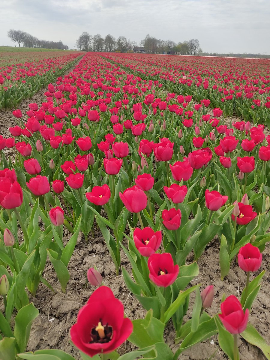sadettinalper's tweet image. Hayat gezince Güzel 🚶😎
#WorkandTravel #Lelystad Hollanda
