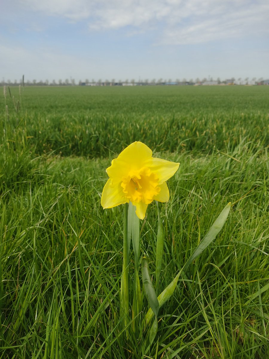 sadettinalper's tweet image. Hayat gezince Güzel 🚶😎
#WorkandTravel #Lelystad Hollanda