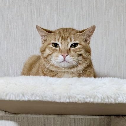 陽だまり猫の会－東京都あきる野市－ tweet media