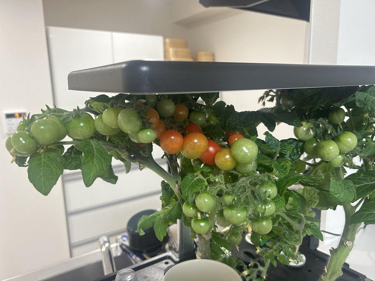 飽食のK tweet media