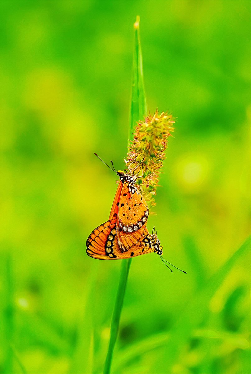 Tanu Trai. tweet media