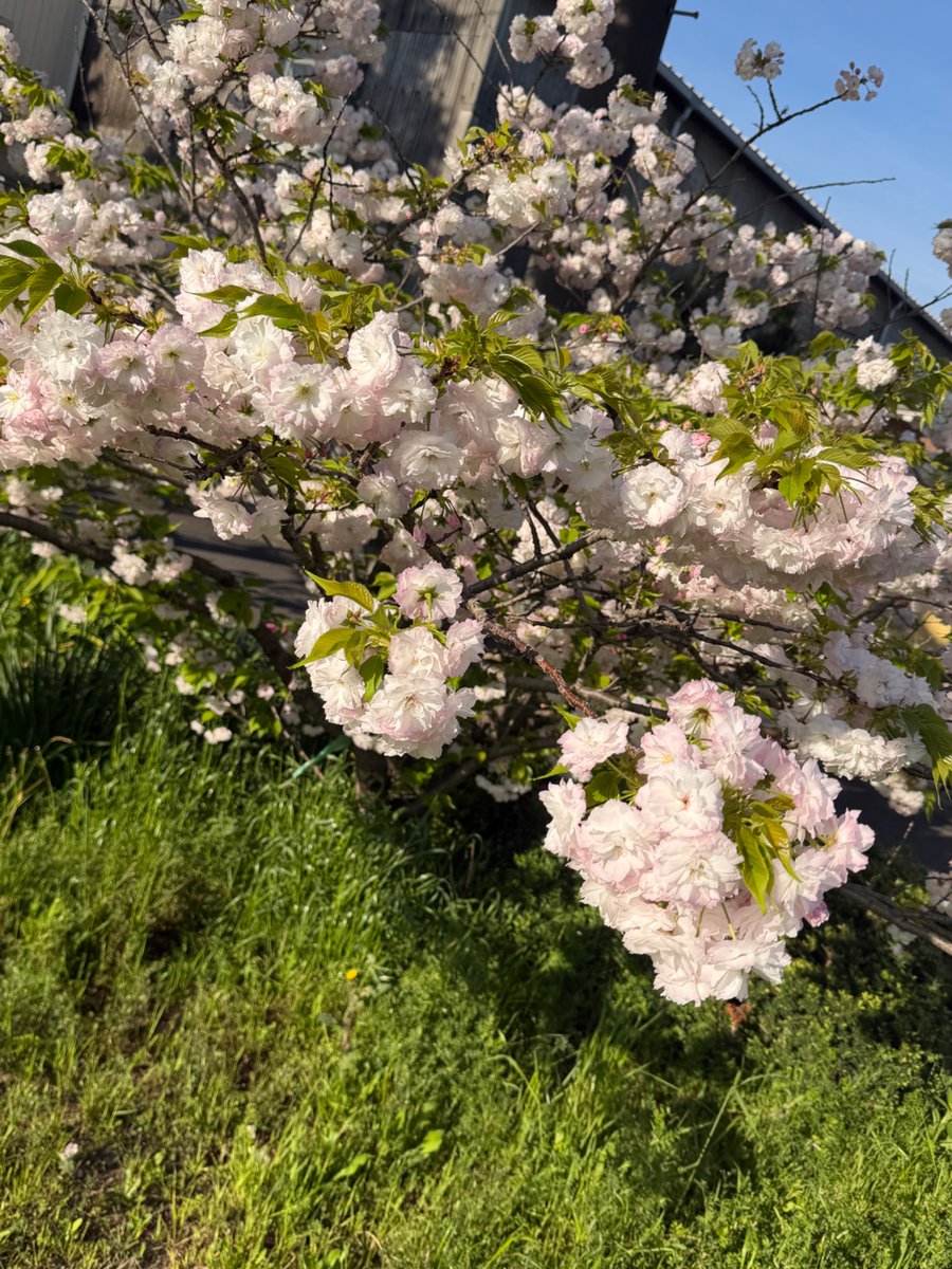 デカフェ🏠繋がりをみんなで作るカフェ tweet media