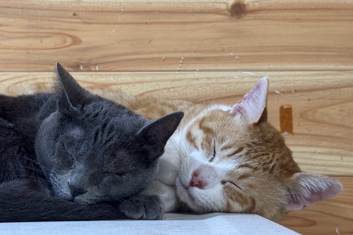 多幸🐈プロフ見てね🐈‍⬛固定ポストは拡散希望🐾 tweet media