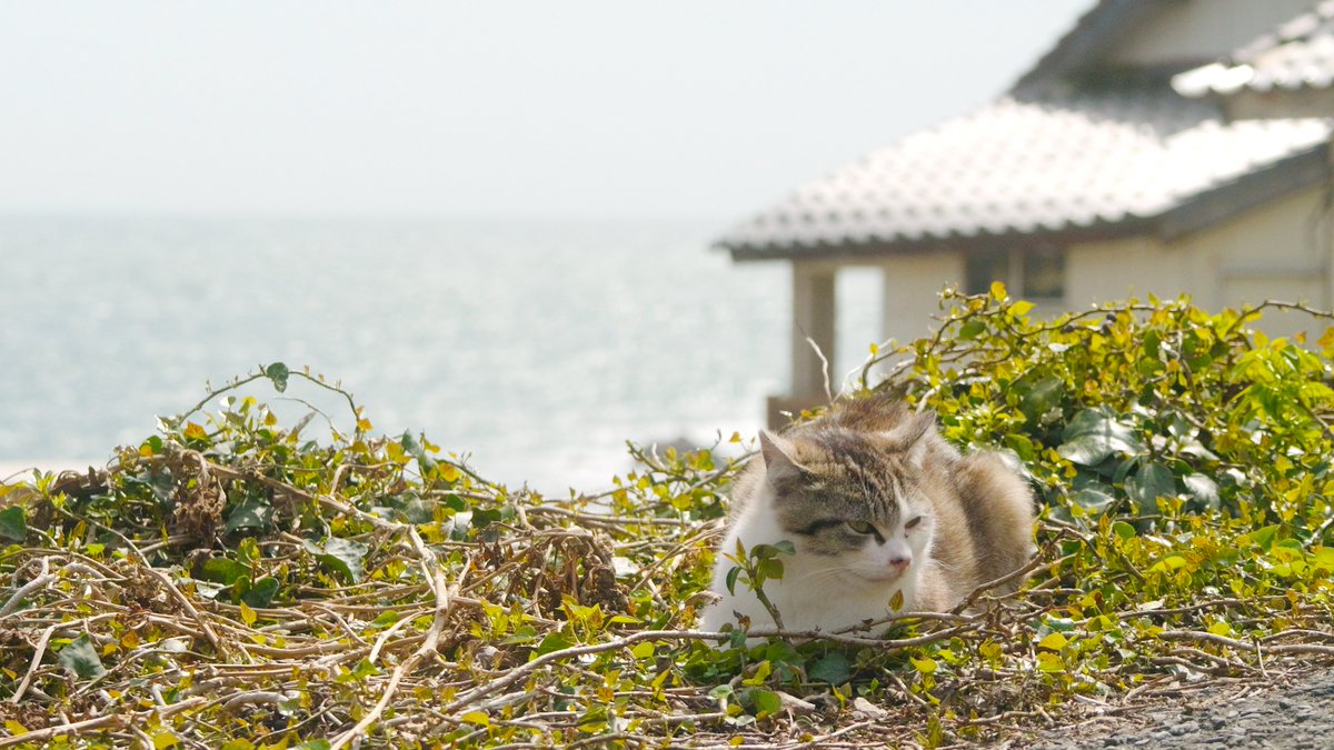 ishiyama8's tweet photo. 強風でしたが猫たち元気そうでした。 https://t.co/07cwDYPbDA