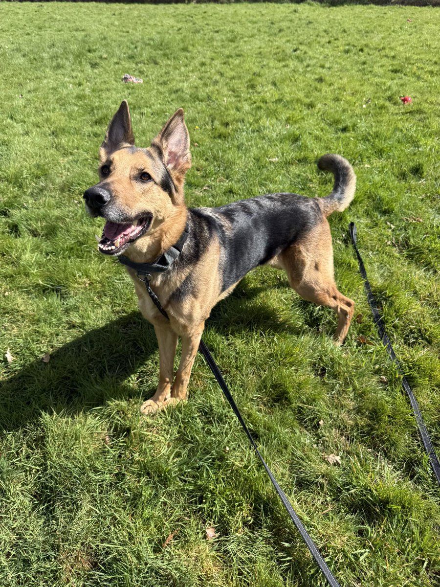 German Shepherd Rescue Elite ( GSRE ) tweet media