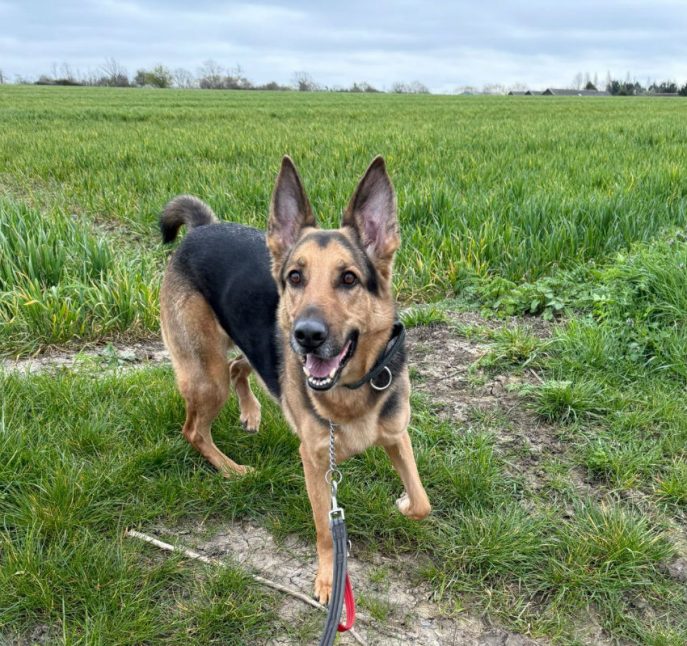 German Shepherd Rescue Elite ( GSRE ) tweet media