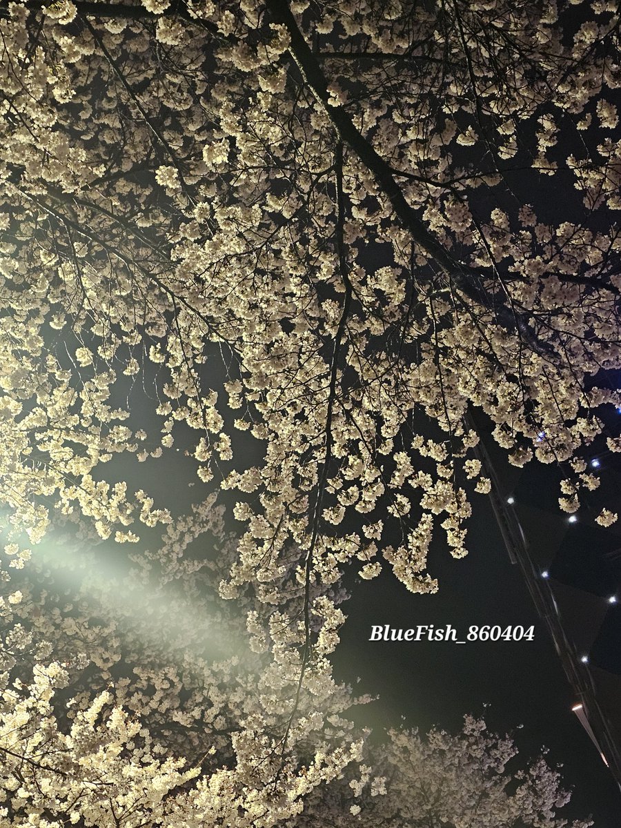 BlueFish_860404's tweet photo. 오늘 밤에 찍은 벚꽃

너무 예뻐서 오빠들 생각남💙💙

#SuperJunior #이특 #희철 #예성 #신동 #은혁 #동해 #시원 #려욱 #규현
@SJofficial https://t.co/hStN2Vgl2k
