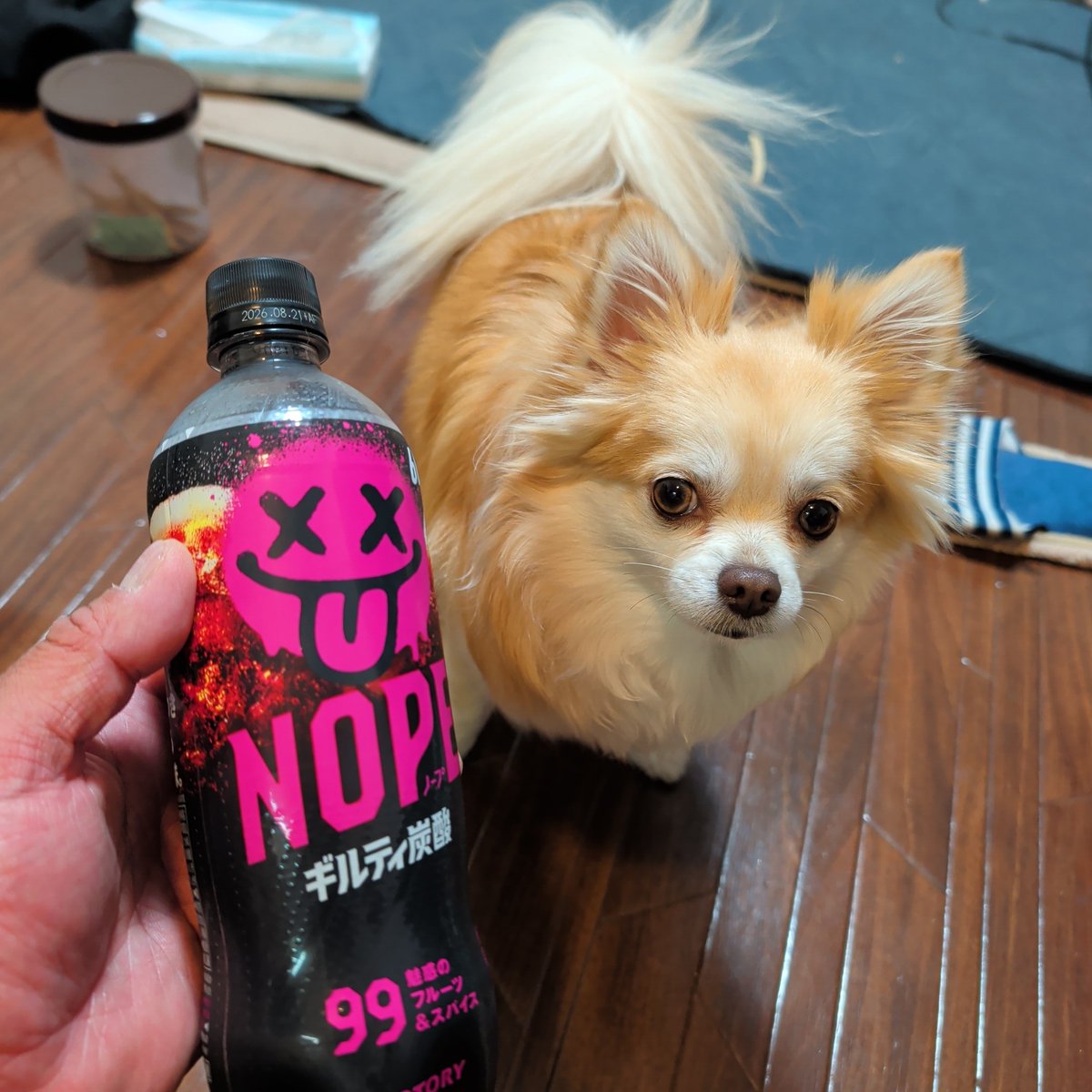 つよぽん　AI加工女子キャンパー（犬連れ） tweet media