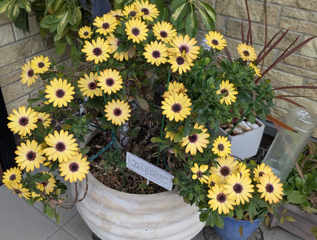 美村多栄 tweet media