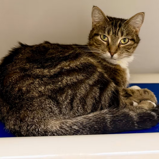 Oldies AM 1600/FM 93.3 tweet media