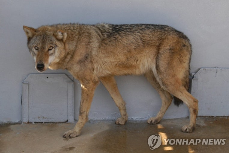 아이나 tweet media