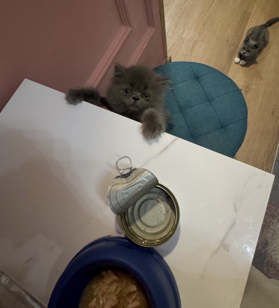 kucing gila