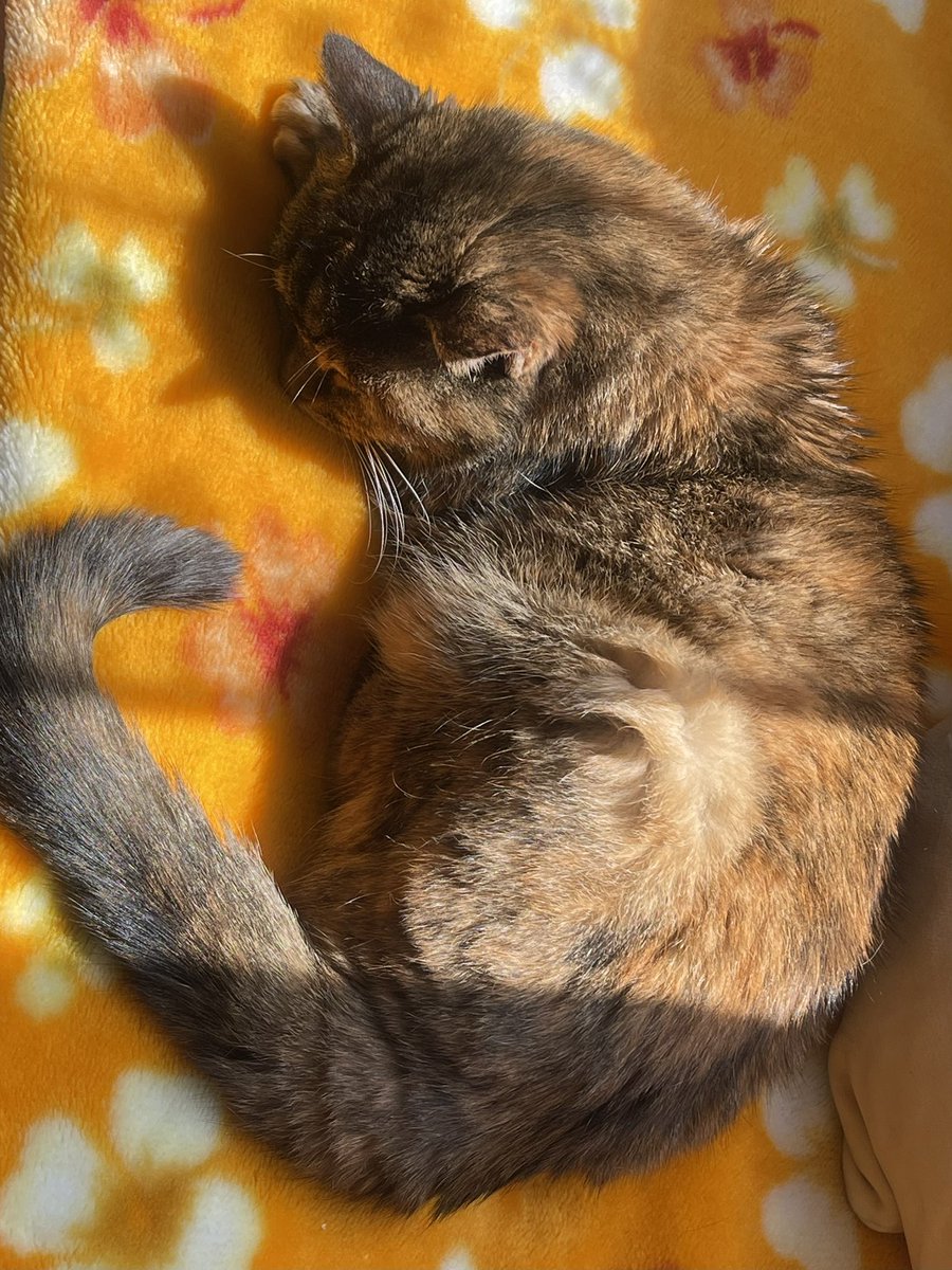 愛恋虹(Elena) tweet media