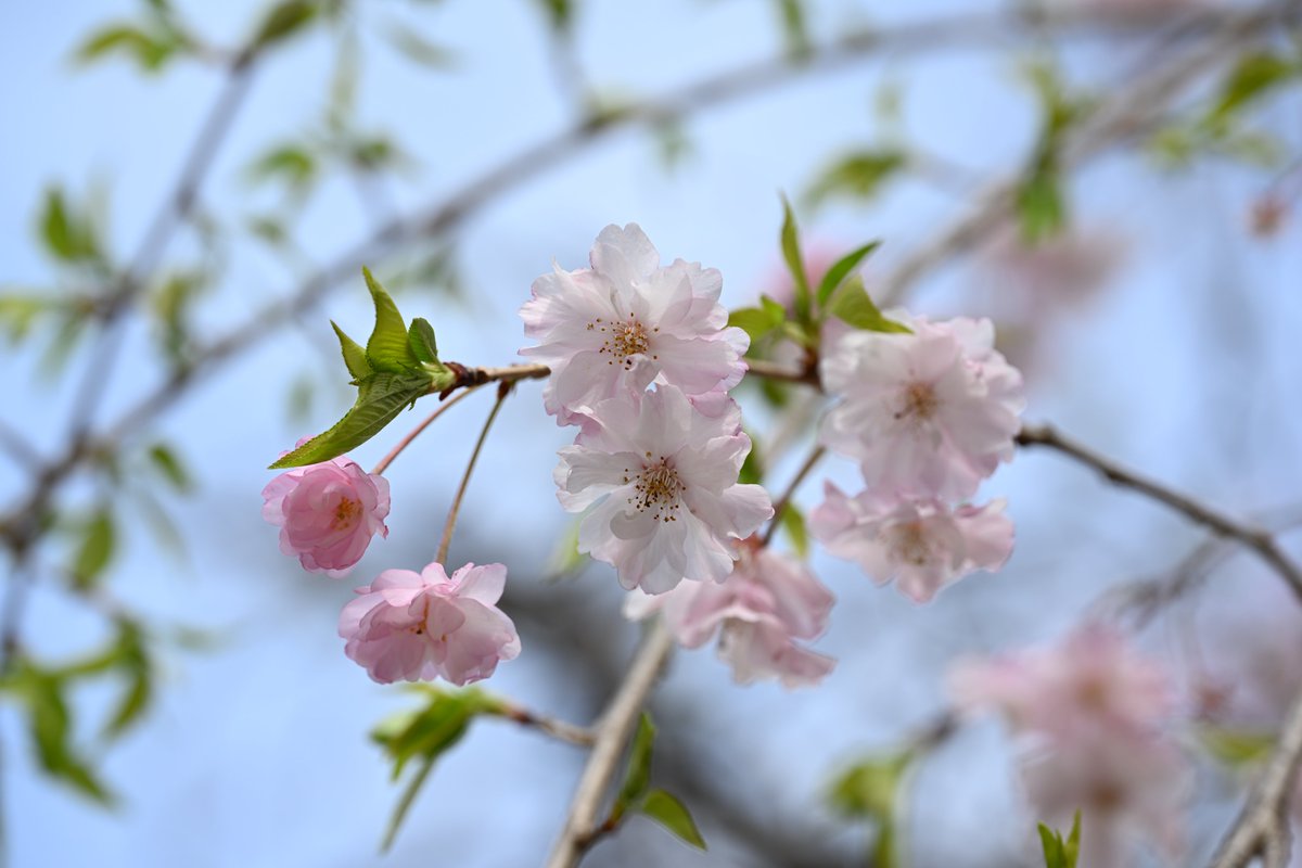 kensukevr6 tweet media