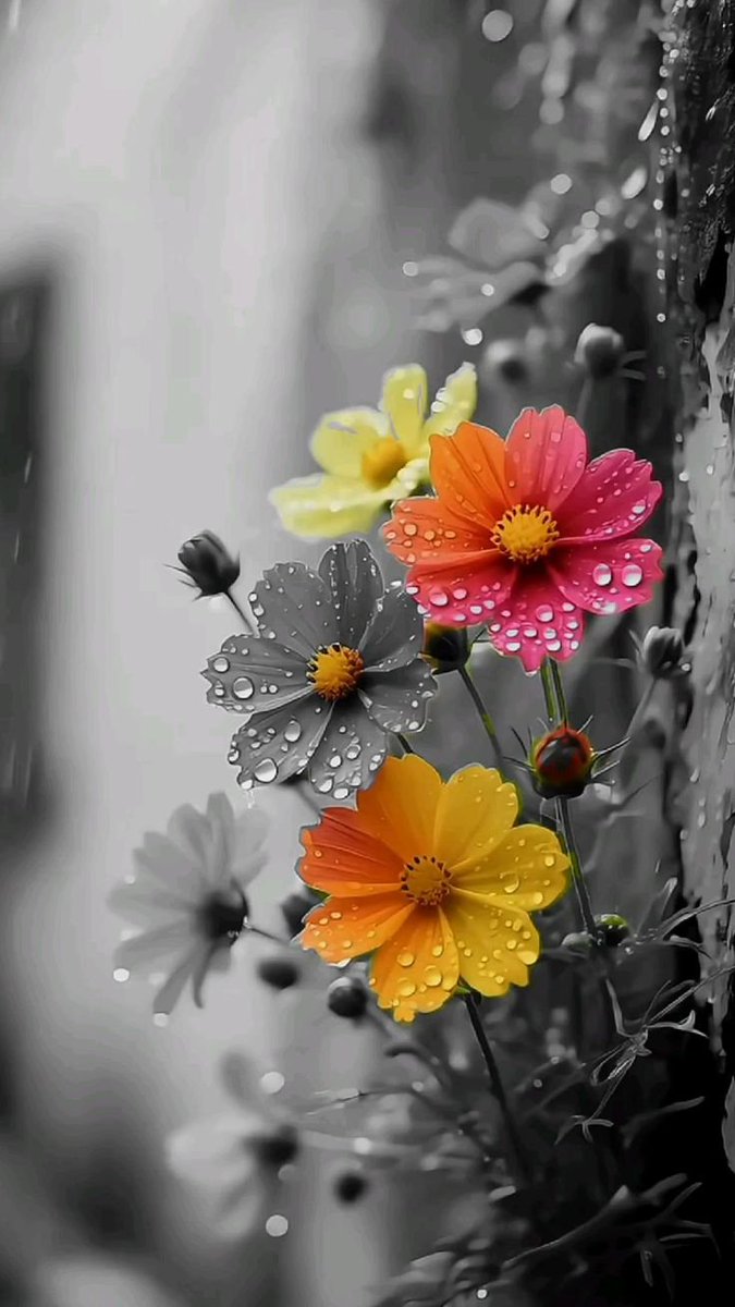 SomeWhatAli tweet media