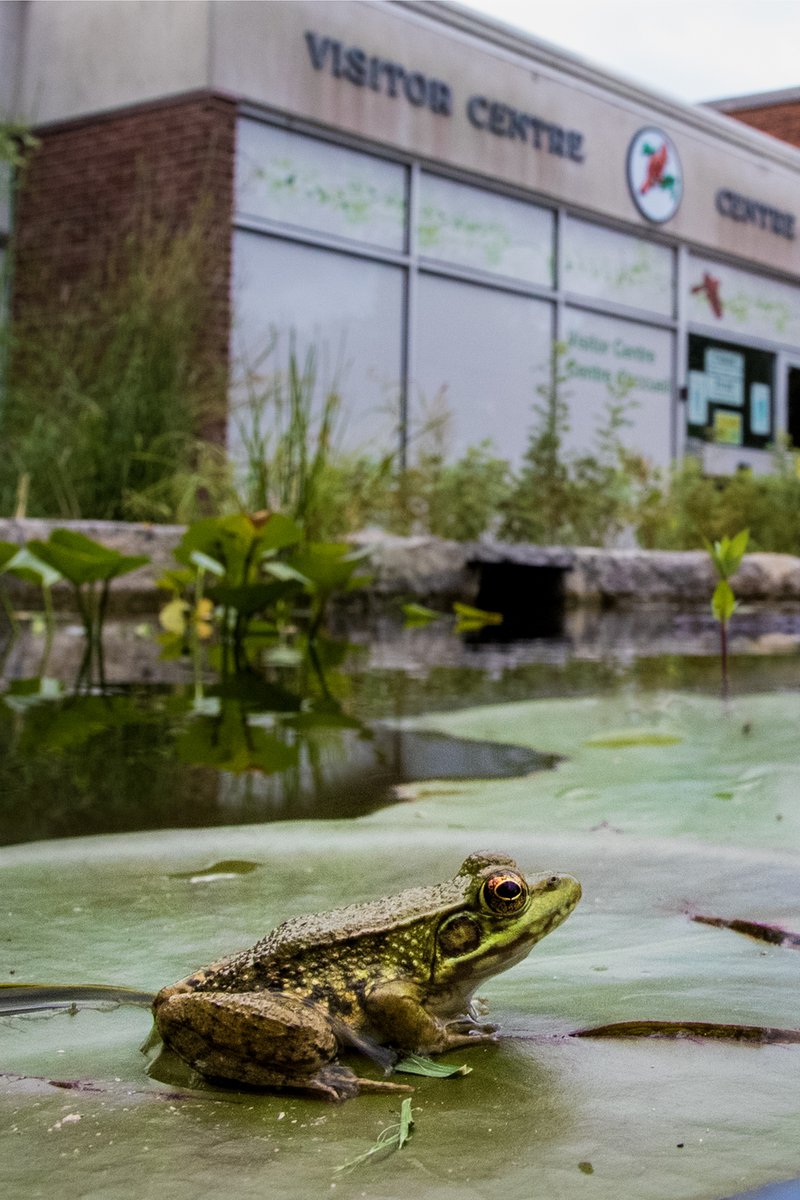 Parc national de la Pointe-Pelée, Parcs Canada tweet media