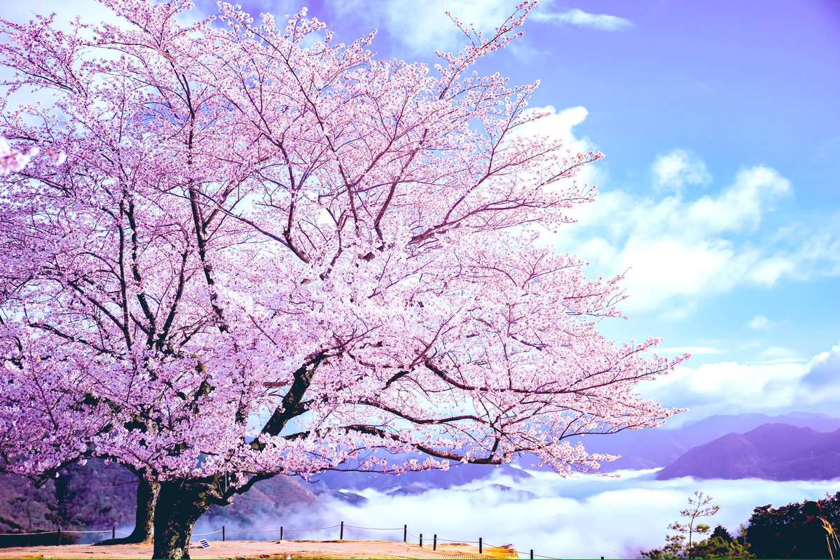 ハヤシカメラ📸✨スタジオ🏮京都下鴨茶論🦆 コスプレイベント➡️鴨コス🦆代表 tweet media