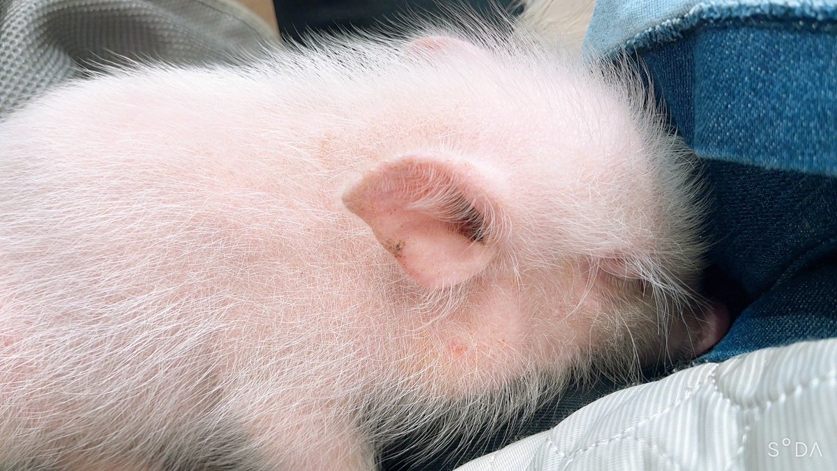 今日はマイクロブタ🐖楽しんできた🙏😭😭
かわいすぎたー 