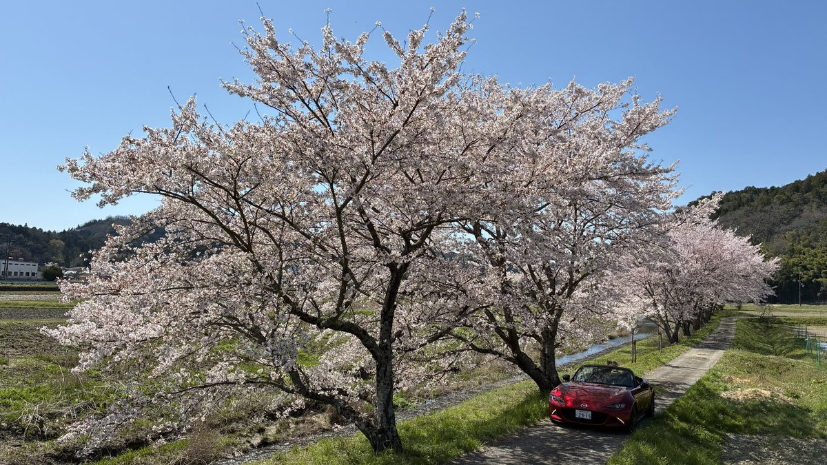 今年も桜はキレイに咲いてくれて、日本人として嬉しくなりますね😊
名残りを惜しむように１枚、撮りに行って来ました🌸