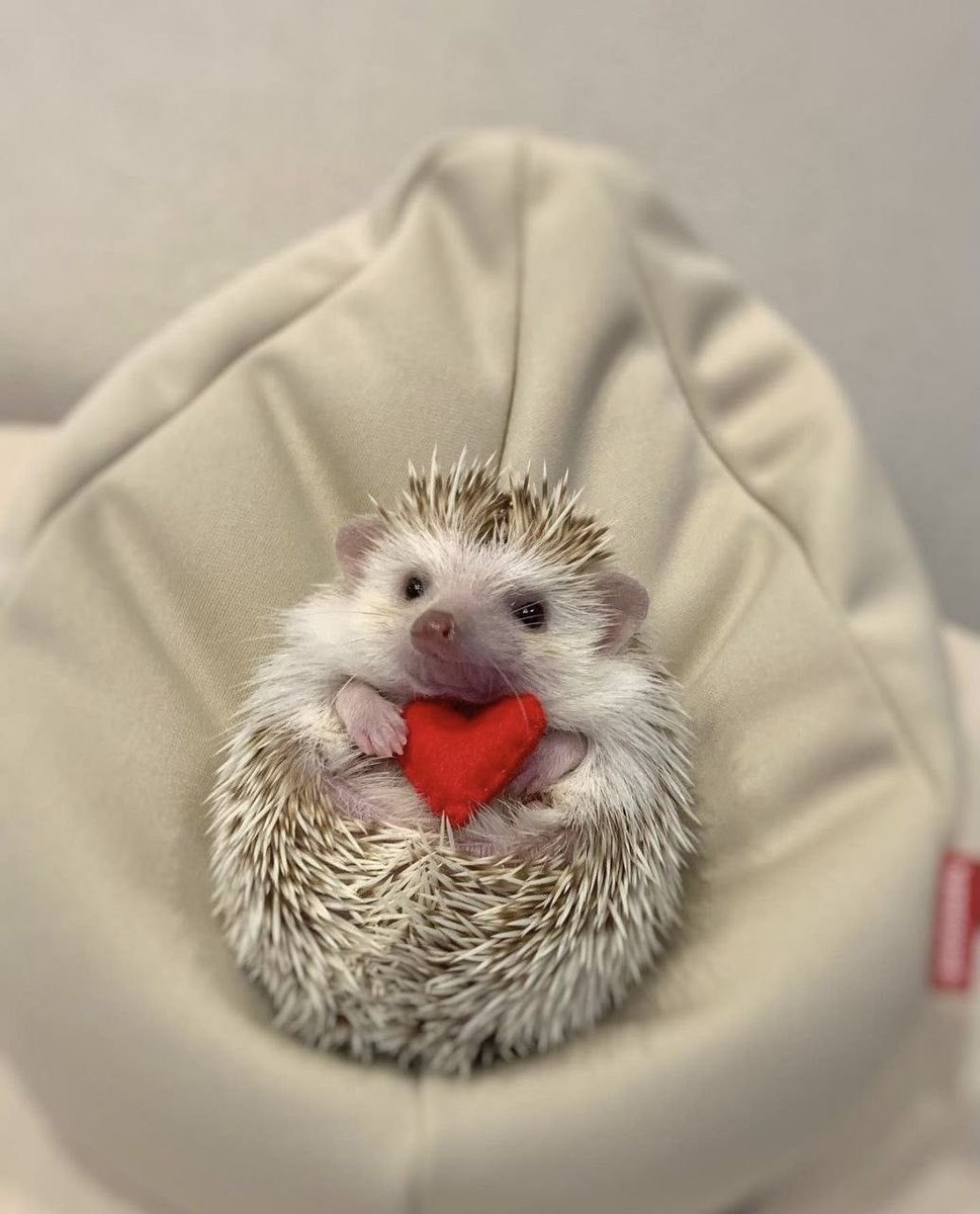 David Knuth tweet media