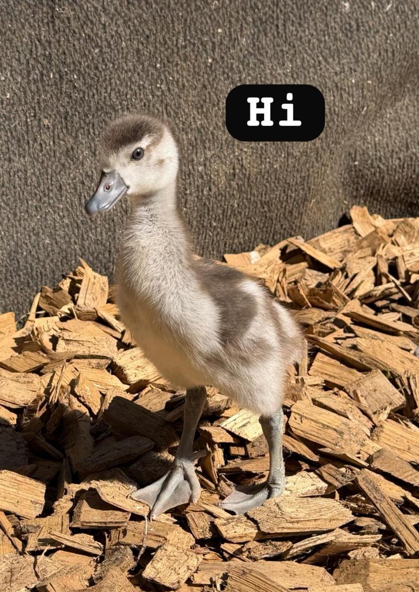 Viechertante tweet media