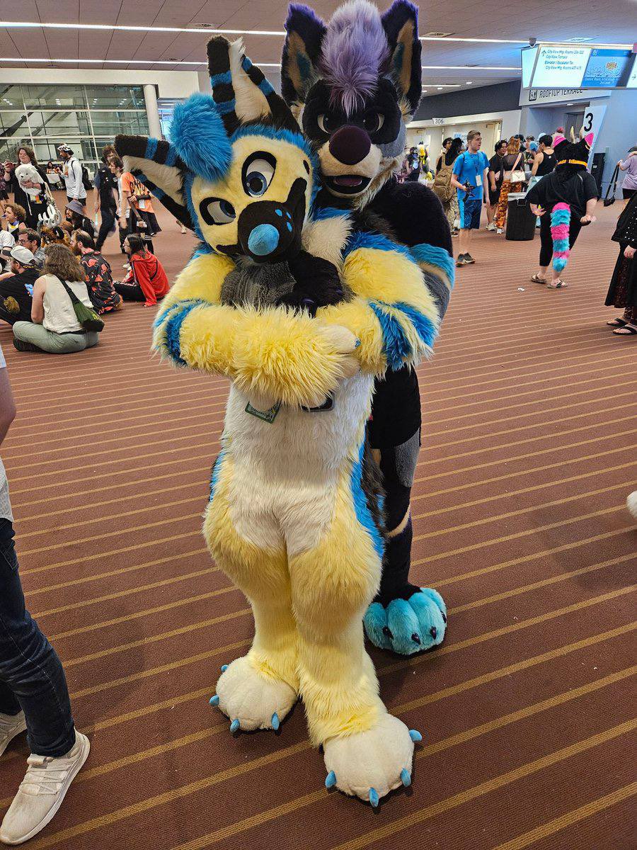 Kizma Husky tweet media