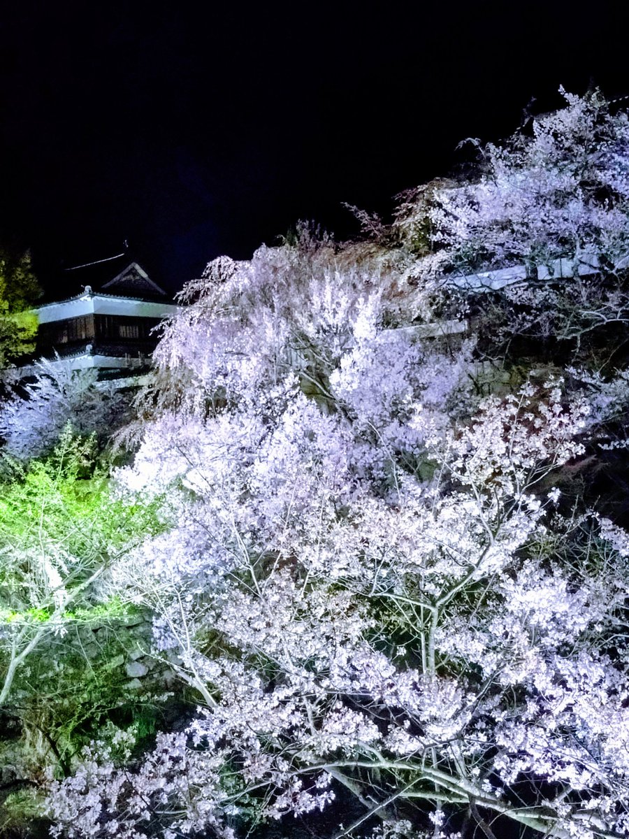 桂旅館 tweet media