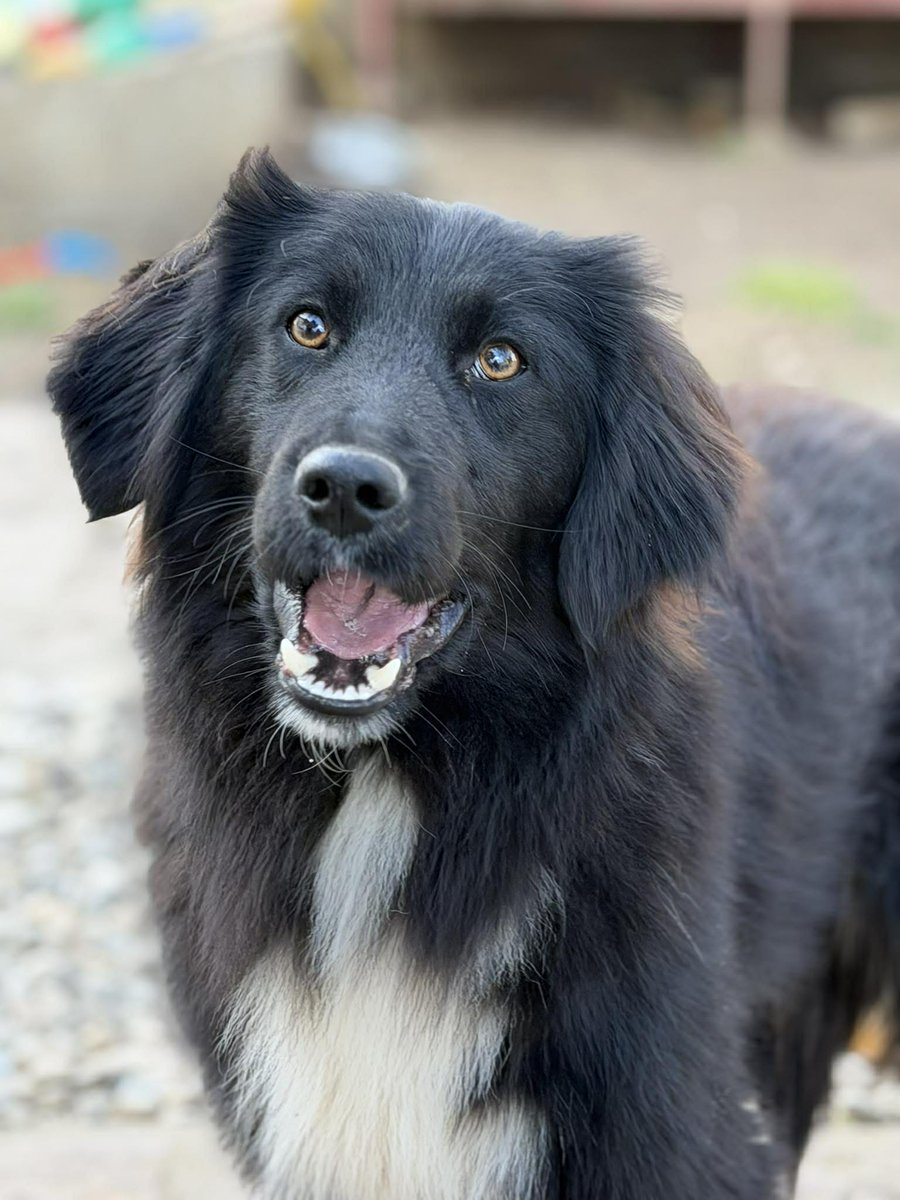 Rescue dogs for rehoming tweet media