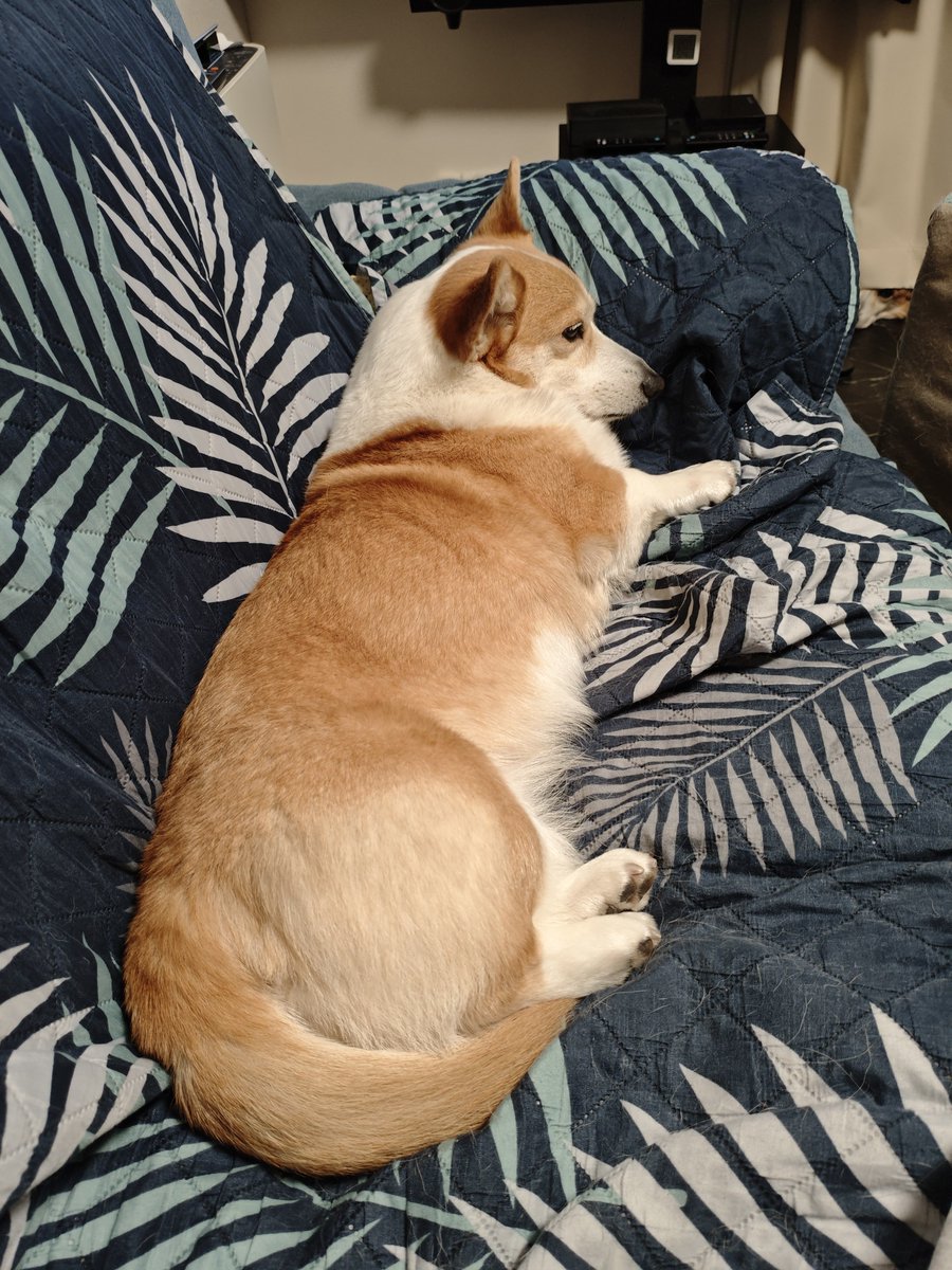 シーフーサン🍭(コーギー) tweet media
