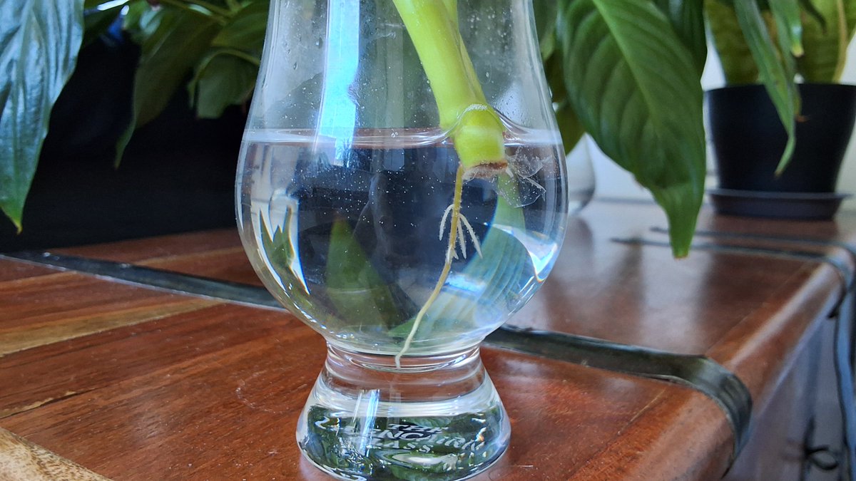 Alex_v53's tweet photo. Hand-rearing a snake plant in a whisky glass.
It's got what plants crave. https://t.co/JmiSM3F0AG