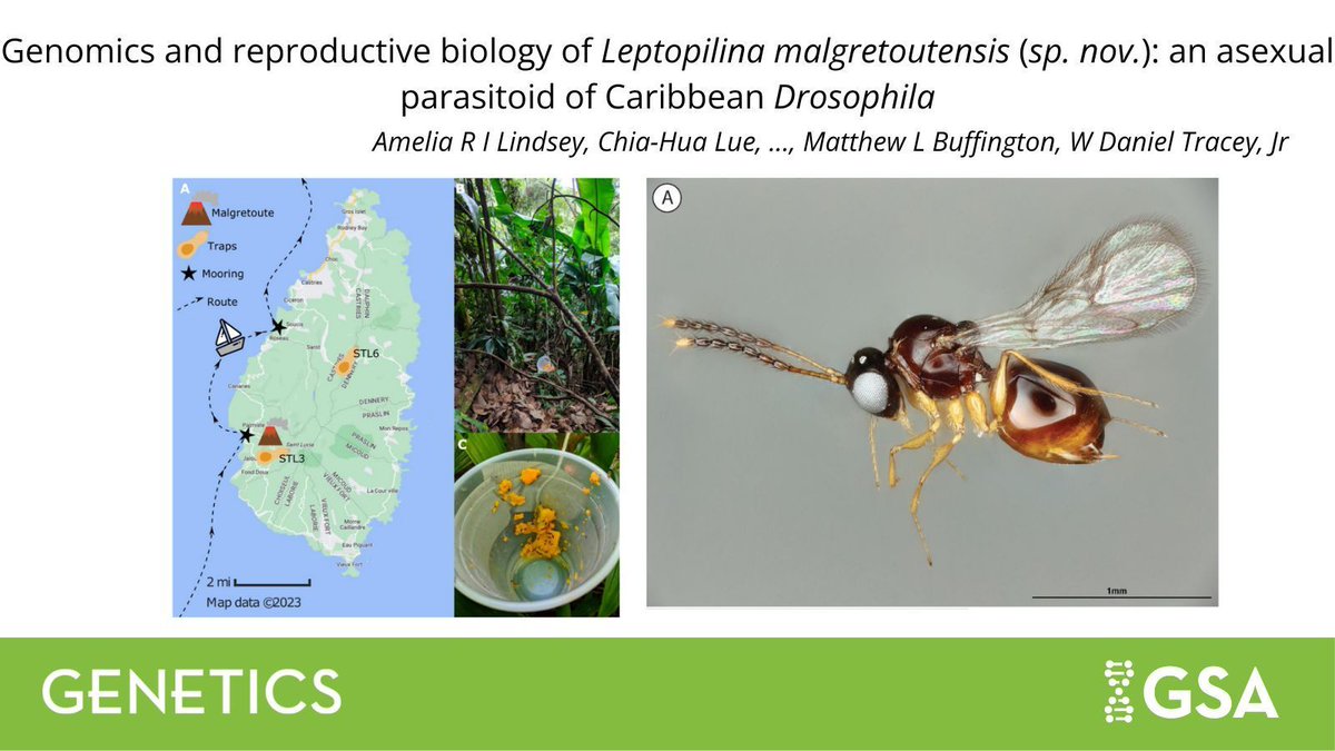 Genetics Society of America tweet media