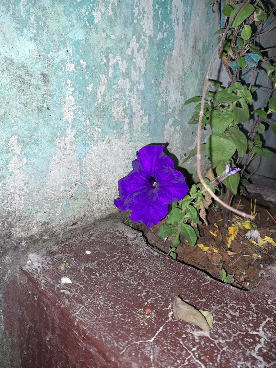 Munna Bhaiya tweet media