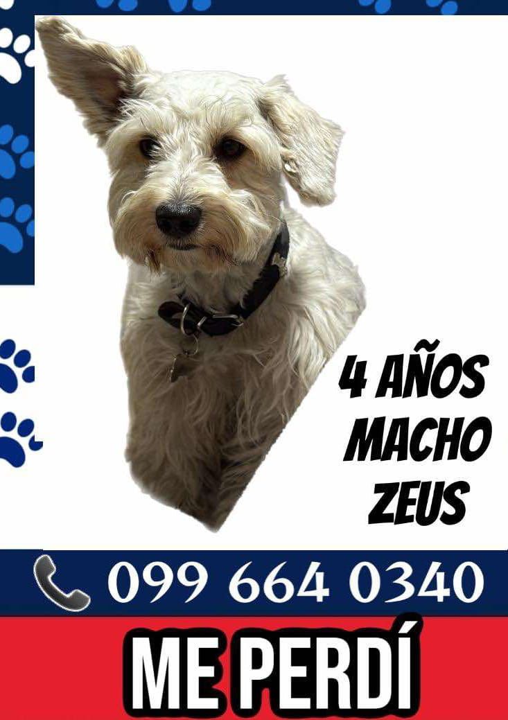 *ACTUALIZACIÓN*
#PERDIDO #GUAYAQUIL
Nombre: #ZEUS
Fecha: 13/01/26
Sector: Norte, San Felipe Mz. 130
Sexo: Macho
Raza: Schnauzer
Obsv.: Color blanco, tiene su collar negro 
Contacto: 0996640340
¡Ayúdalo a volver con su familia!
#AlertaMePerdí