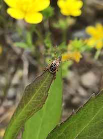 kyafield's tweet image. Tis the season....

While you're hunting turkeys, there's something hunting you:

TICKS!

Click here to learn more about #ticks in #Kentucky:

entomology.mgcafe.uky.edu/ef618?_gl=1*18…