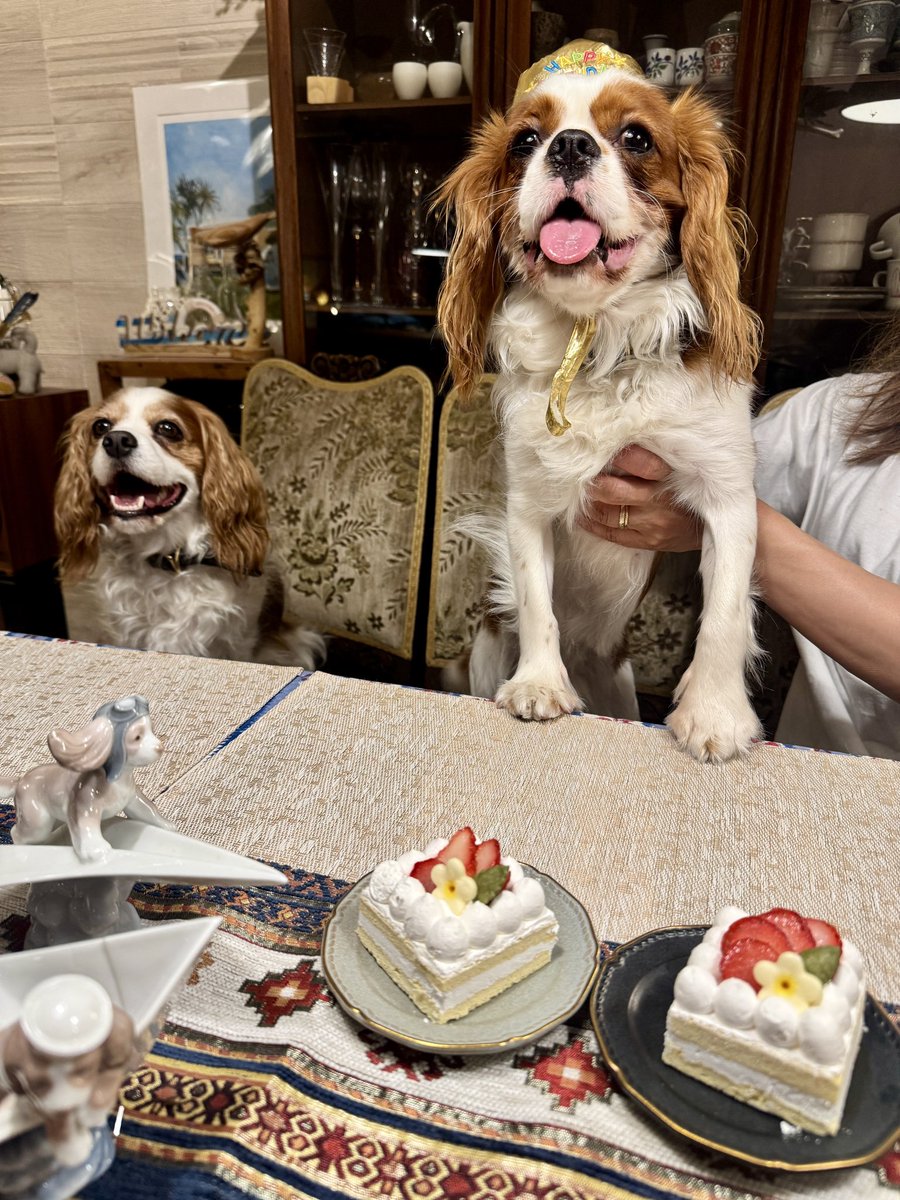 INUTABIファミリー🐶「海辺と、犬と。」 tweet media