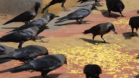 Donald Marshall tweet media