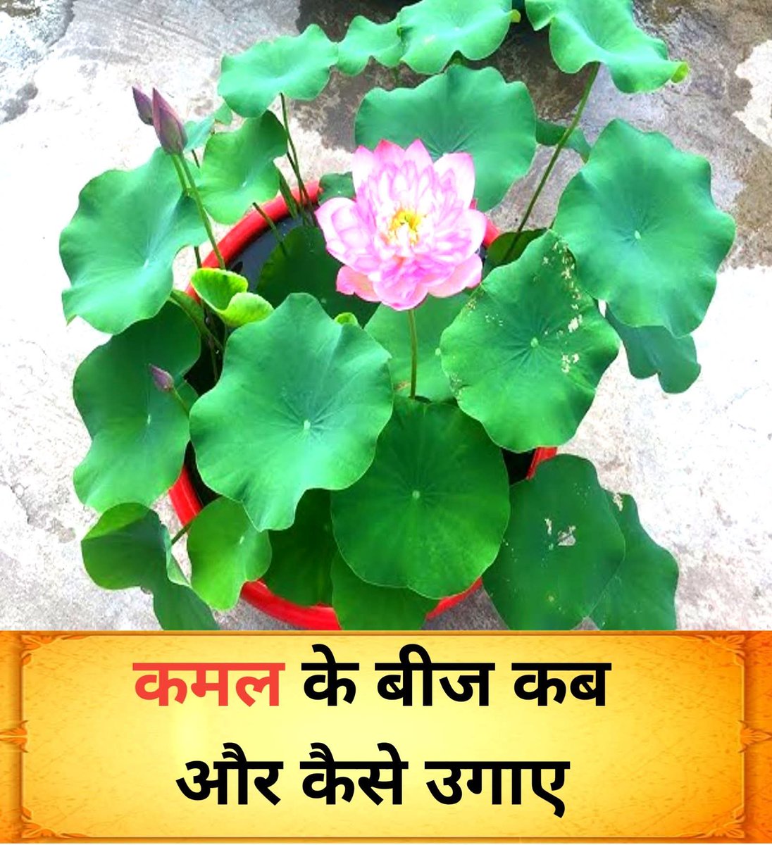 सिंह साहिबा tweet media