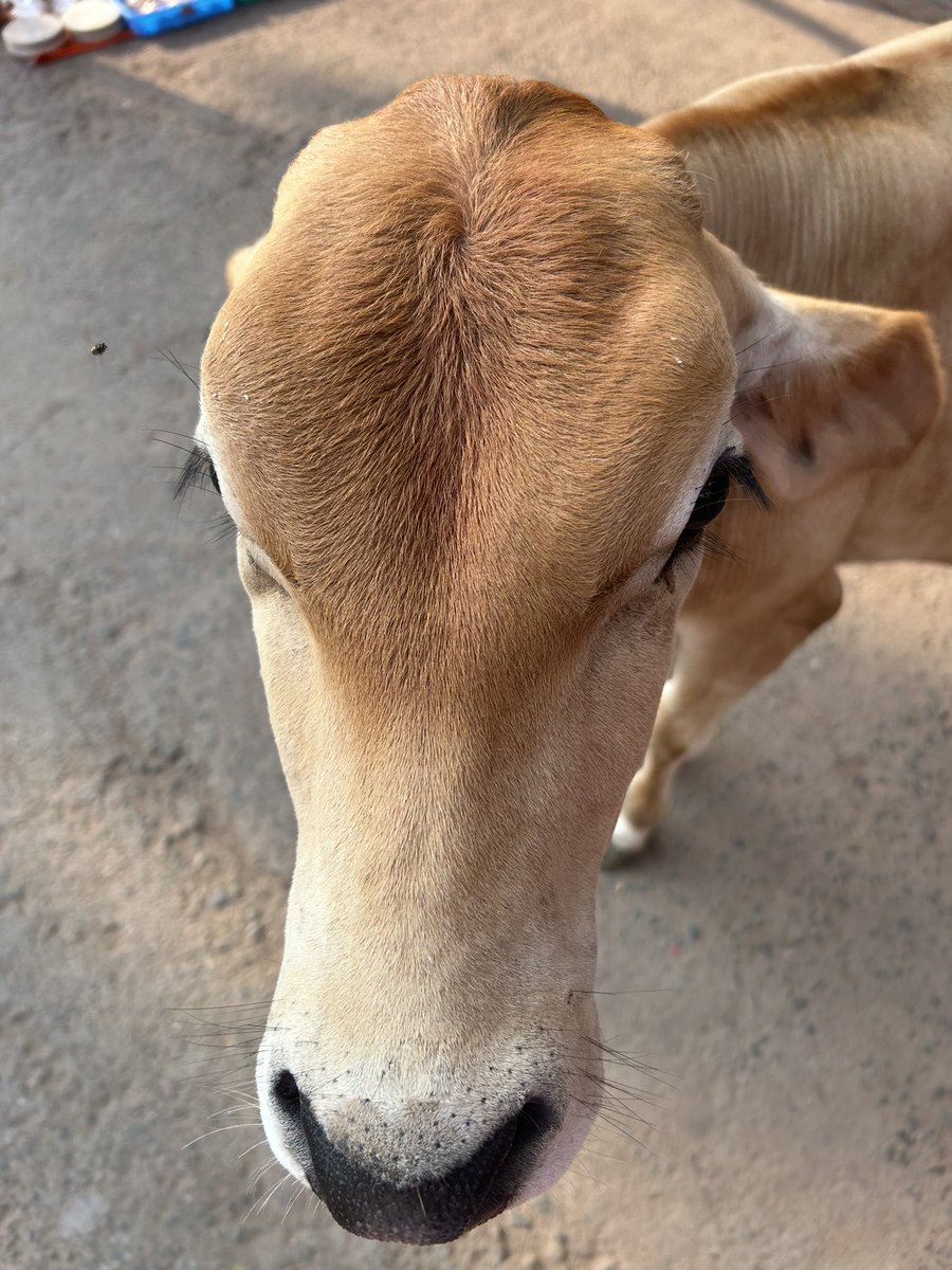 🐆 billu tweet media