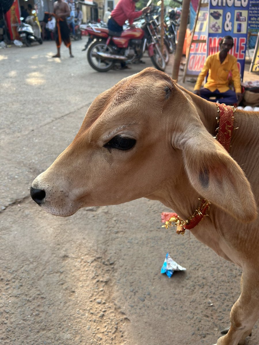 🐆 billu tweet media