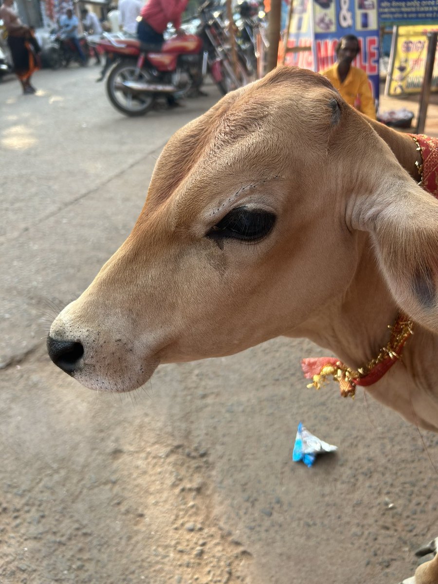 🐆 billu tweet media