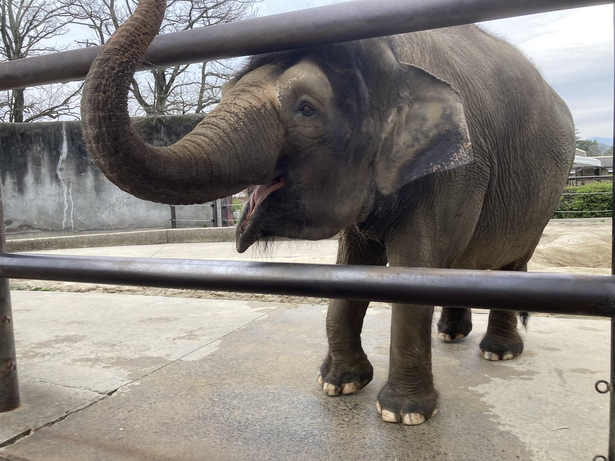 #ふくちゃん に差し入れをいただきました💕
ありがとうございました😆

#タカオ福山動物園 #福山市立動物園 #ボルネオゾウ #福山アンバサダー