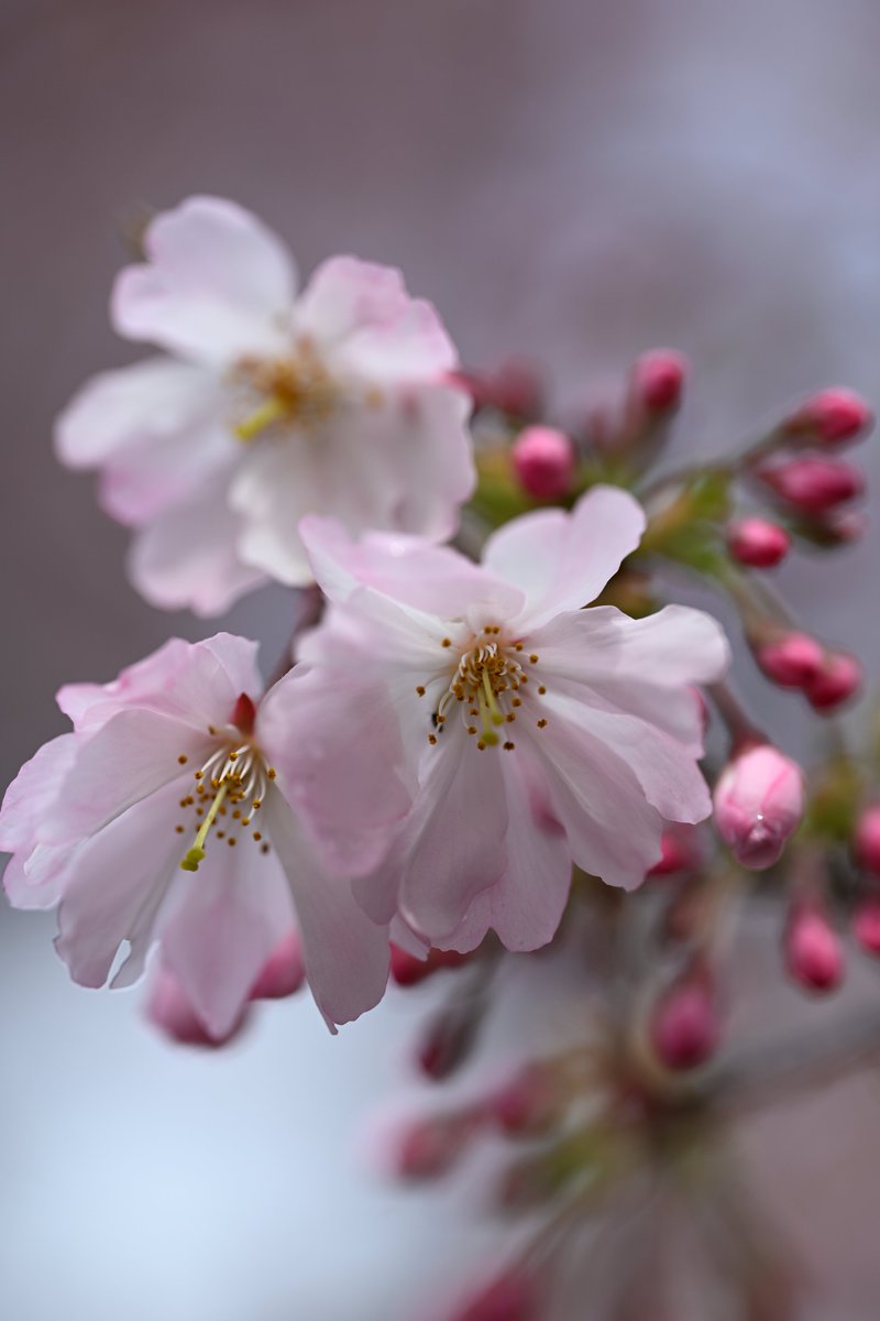 kensukevr6 tweet media