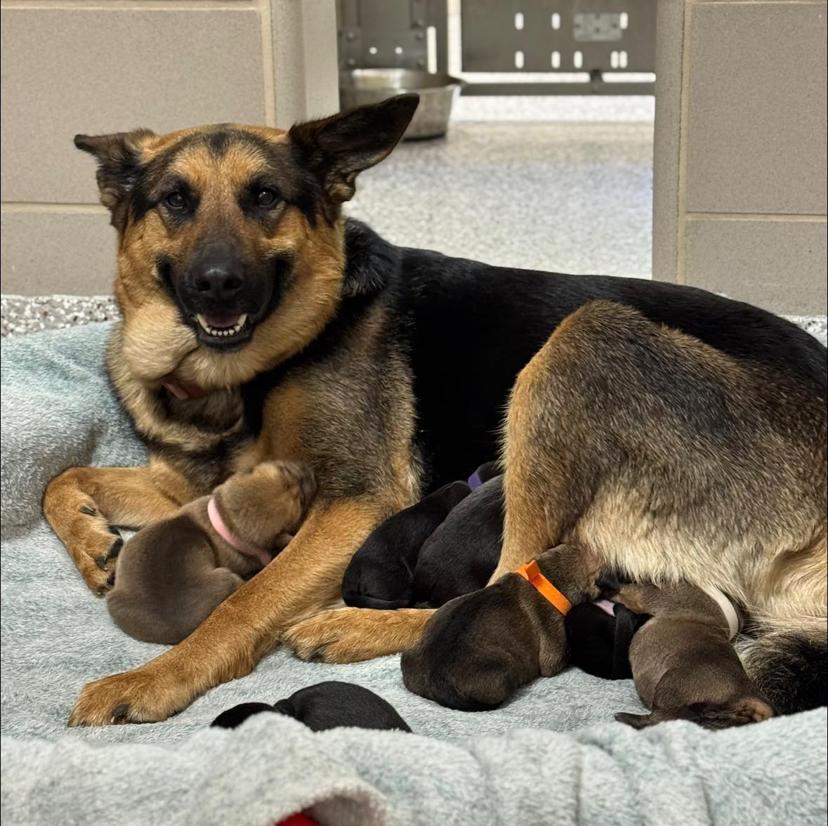 WCNC Charlotte tweet media