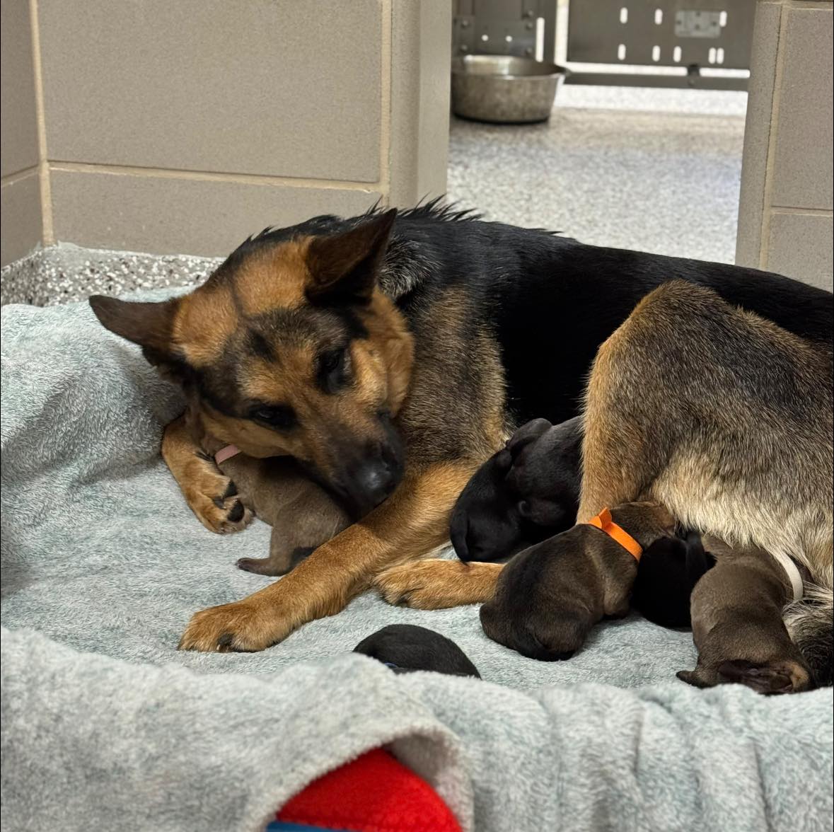 WCNC Charlotte tweet media